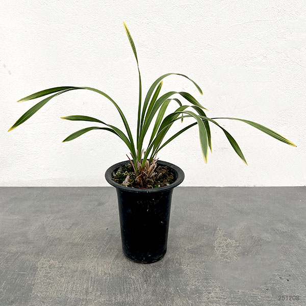 キンリョウヘン ニホンミツバチのおすすめ人気商品一覧 通販 - Yahoo