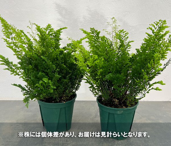 観葉植物 アジアンタムのおすすめ人気商品一覧 通販 - Yahoo!ショッピング