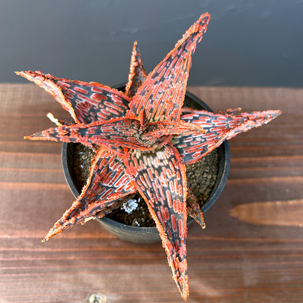 アロエ（サボテン、多肉植物） | 花、ガーデニング のおすすめ人気商品