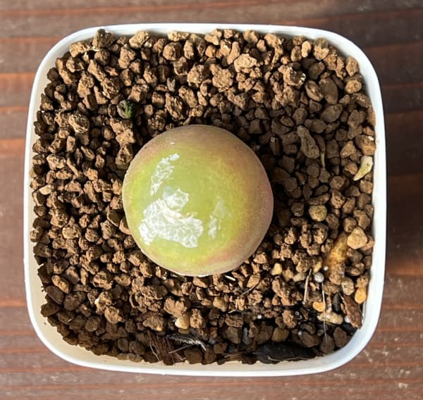 コノフィツム ブルゲリのおすすめ人気商品一覧 通販 - Yahoo!ショッピング