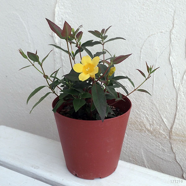 草花の苗 カロライナジャスミン3ー3.5号ポット : 園芸ネット - 通販