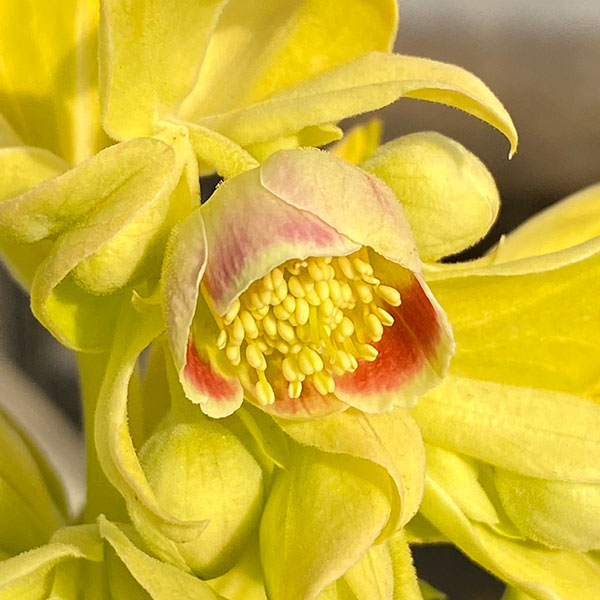 園芸ネットクリスマスローズの苗のおすすめ人気商品一覧 通販 - Yahoo