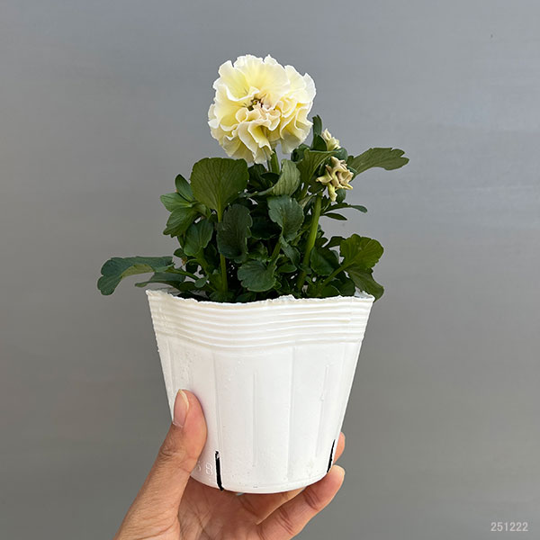 草花の苗 パンジー（八重咲き） アチュード3.5号ポット : 園芸ネット