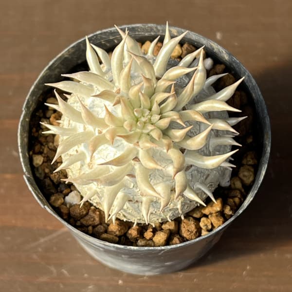 観葉植物 パキポディウム エニグマチカム(実生...の詳細画像2