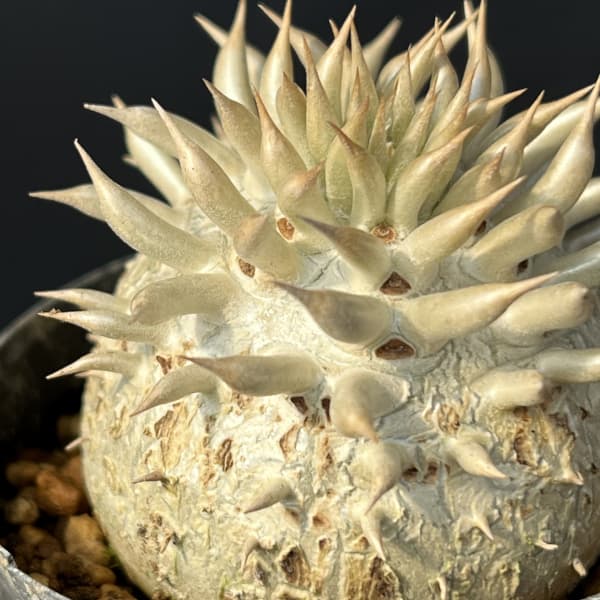 観葉植物 パキポディウム エニグマチカム(実生...の詳細画像3