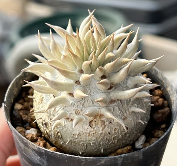 観葉植物 パキポディウム エニグマチカム(実生...の詳細画像4