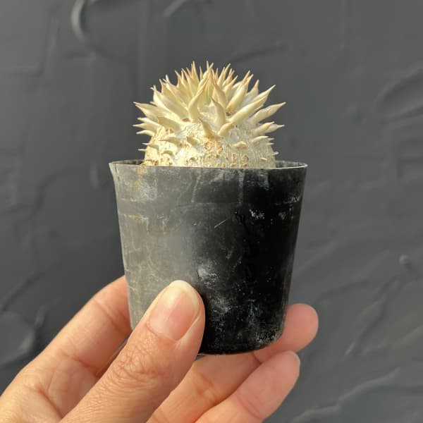 観葉植物 パキポディウム エニグマチカム(実生...の詳細画像5