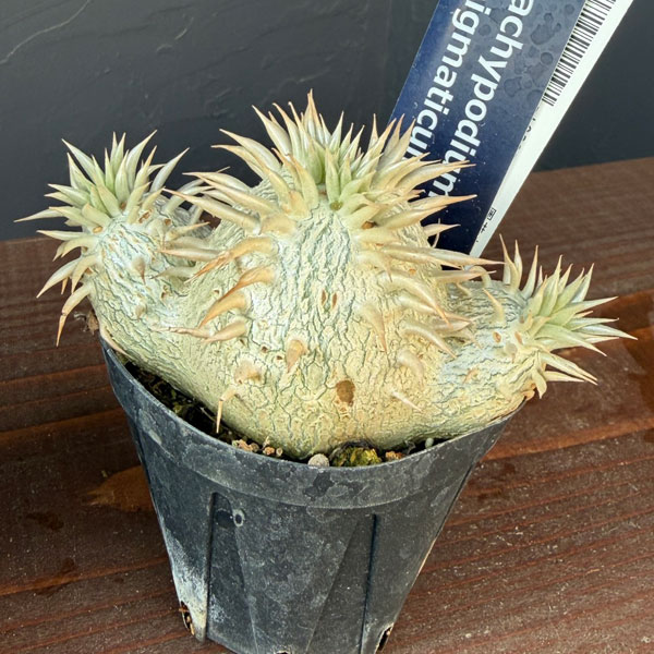 観葉植物 パキポディウム エニグマチカム(多頭...の詳細画像4