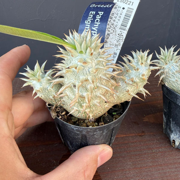 観葉植物 パキポディウム エニグマチカム(多頭...の詳細画像5
