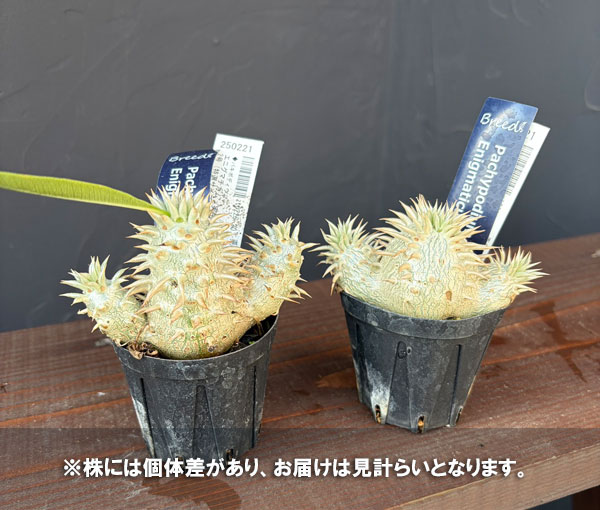 観葉植物 パキポディウム エニグマチカム(多頭...の詳細画像3