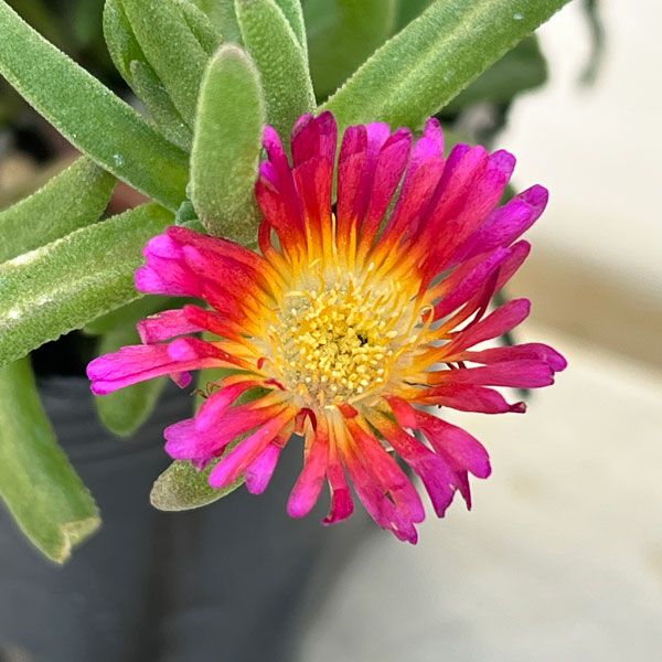 草花の苗 マツバギク おひさま花火 サンドジェム フクシア3号ポット
