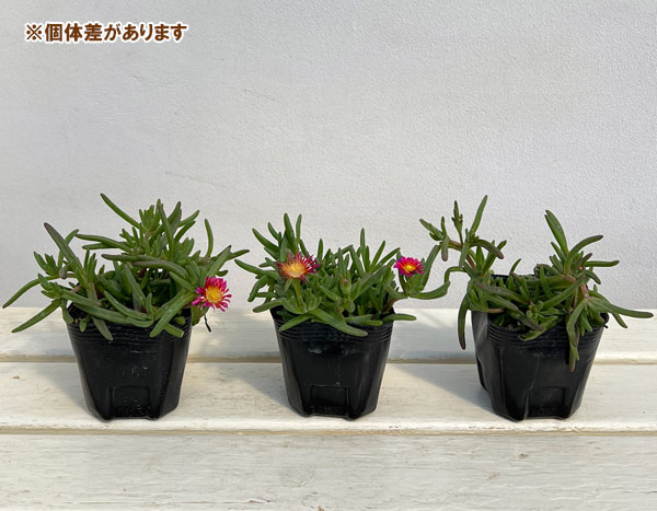 草花の苗 マツバギク おひさま花火 サンドジェム フクシア3号ポット