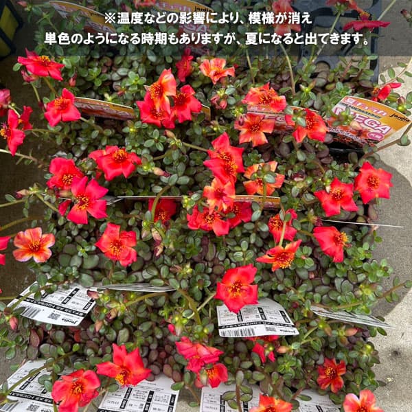 草花の苗 (わけあり特価)ポーチュラカ 夏チュ...の詳細画像1