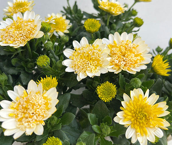 草花の苗 オステオスペルマム プリンセス バナナタルト3.5号ポット