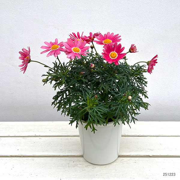 草花の苗 マーガレット ストロベリーホイップ4号ポット* |  | 02