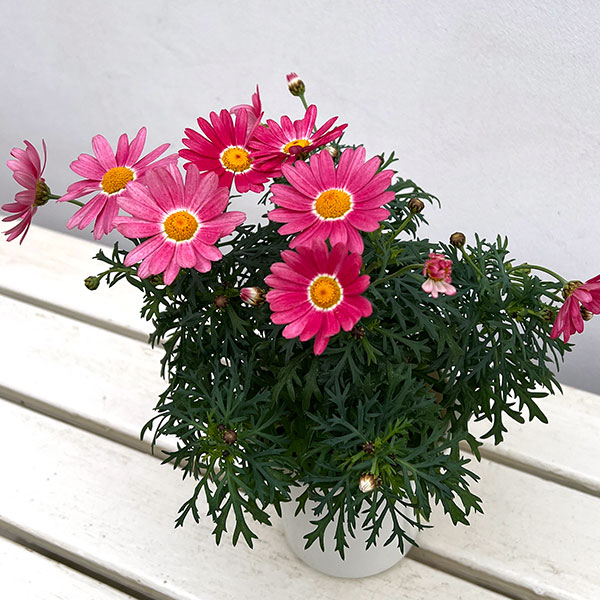 草花の苗 マーガレット ストロベリーホイップ4号ポット* |  | 03