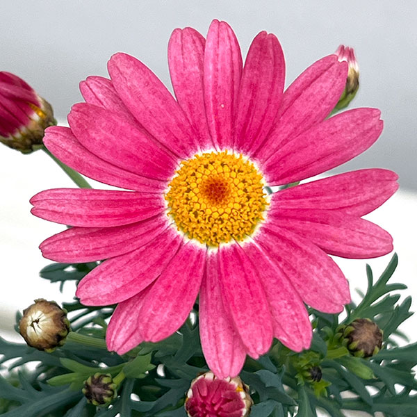 草花の苗 マーガレット ストロベリーホイップ4号ポット* |  | 05