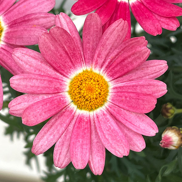 草花の苗 マーガレット ストロベリーホイップ4号ポット* |  | 07