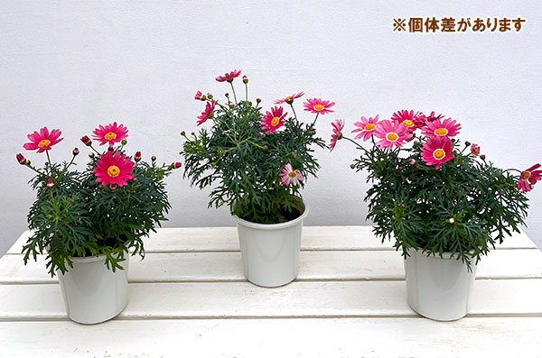 草花の苗 マーガレット ストロベリーホイップ4号ポット* |  | 08