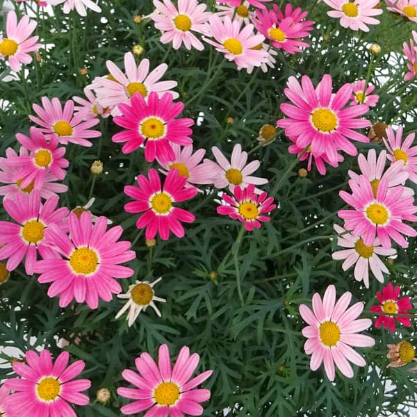 草花の苗 マーガレット ストロベリーホイップ4号ポット* |  | 06