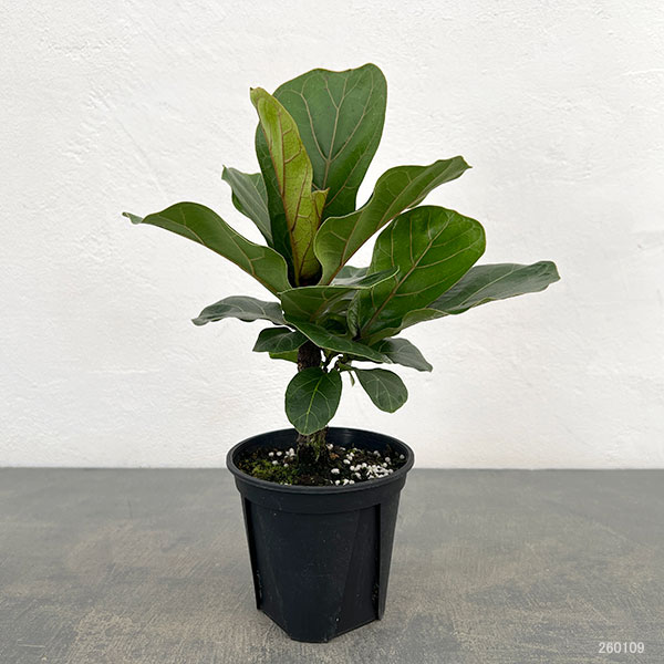 カシワバゴム（観葉植物） | 花、ガーデニング のおすすめ人気商品一覧