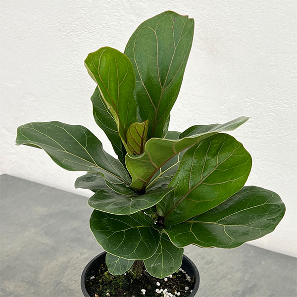 カシワバゴム（観葉植物） | 花、ガーデニング のおすすめ人気商品一覧