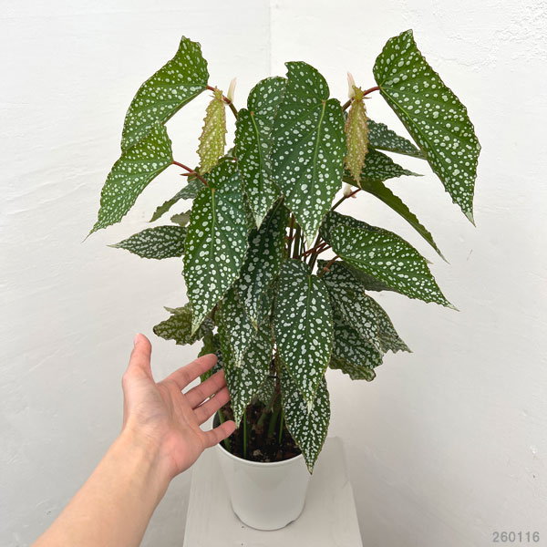 ベゴニア（観葉植物） | 花、ガーデニング のおすすめ人気商品一覧