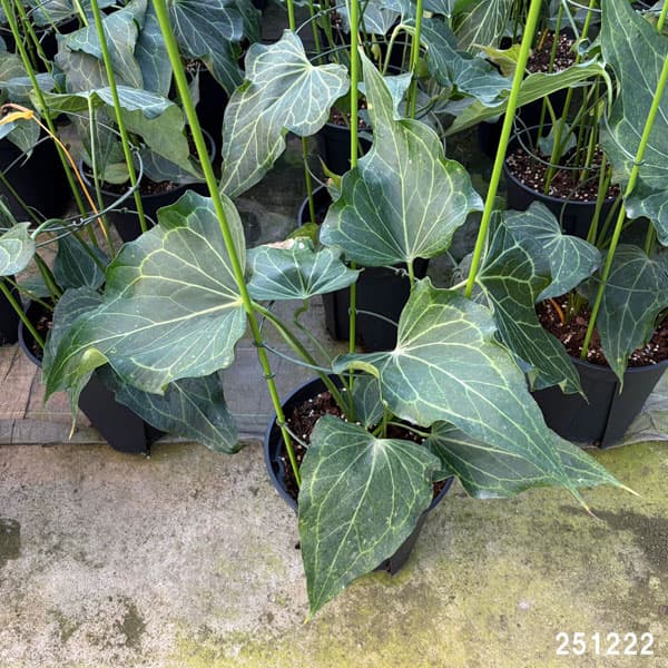 観葉植物 アンスリウム（原種） デルタフォース 8号鉢植え : 園芸