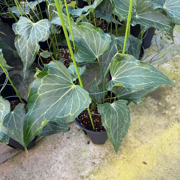 観葉植物 アンスリウム（原種） デルタフォース 8号鉢植え : 園芸