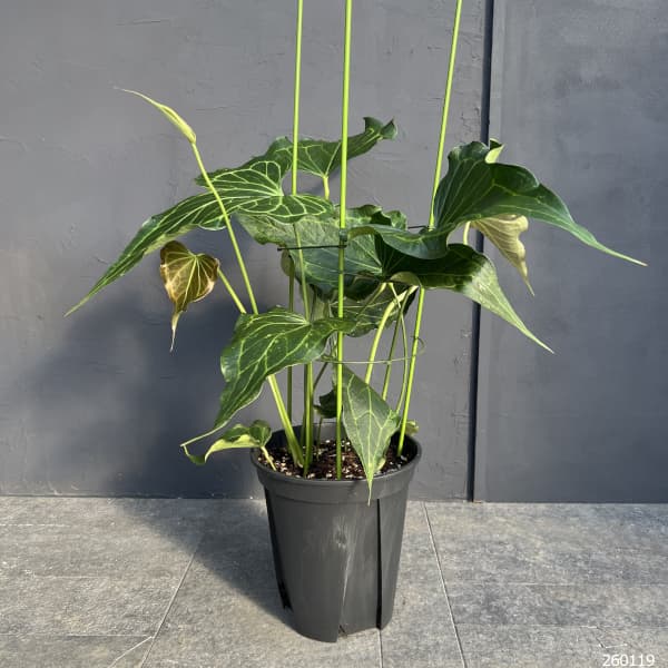 観葉植物 アンスリウム（原種） デルタフォース 8号鉢植え : 園芸