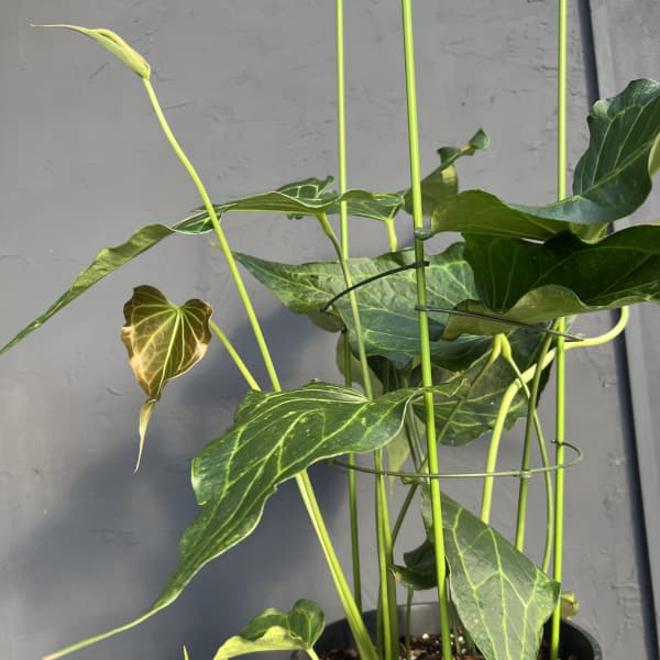 観葉植物 アンスリウム（原種） デルタフォース 8号鉢植え : 園芸