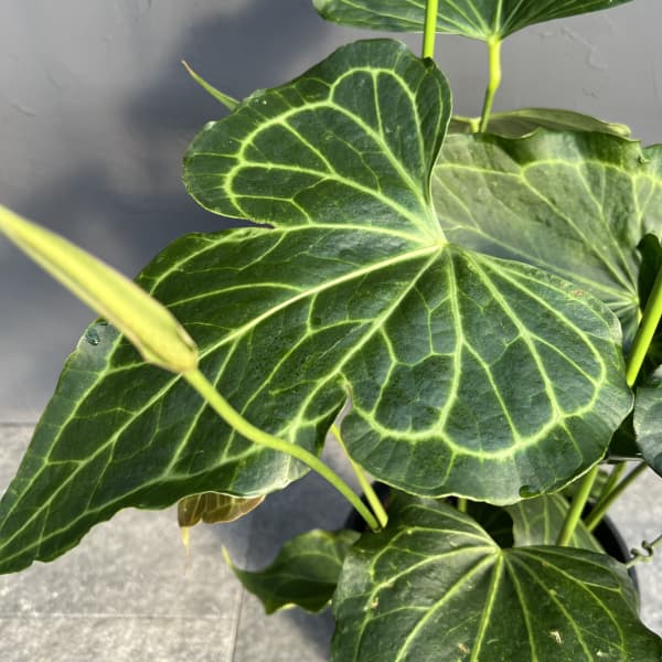 観葉植物 アンスリウム（原種） デルタフォース 8号鉢植え : 園芸