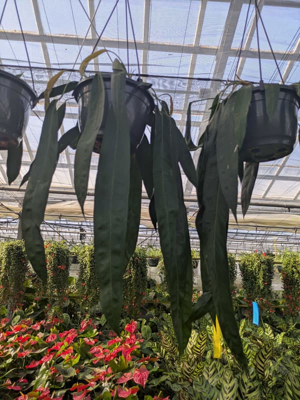 Anthurium wendlingeri / アンスリウム・ウェンドリンゲリ⑤
