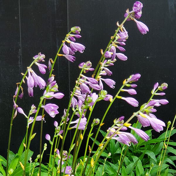 ギボウシ苗 ギボウシの花（花の苗）｜苗 | 花、ガーデニング の商品一覧 通販