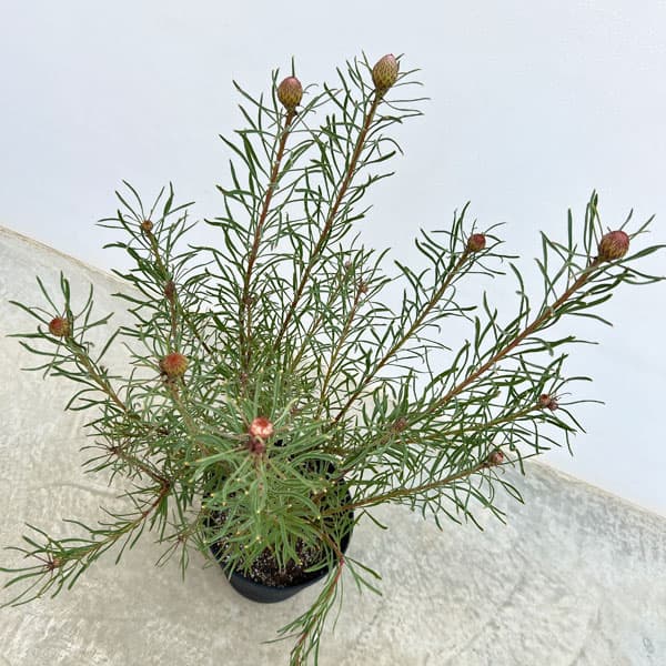 花木 庭木の苗 リューコスペルマム(ピンクッシ...の詳細画像4