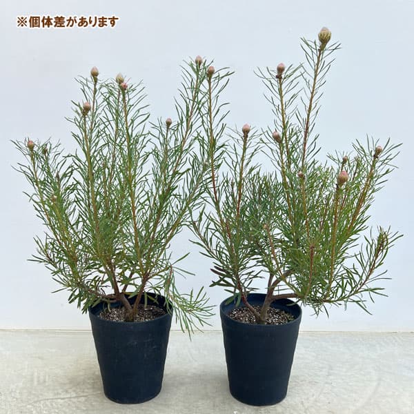 花木 庭木の苗 リューコスペルマム(ピンクッシ...の詳細画像2