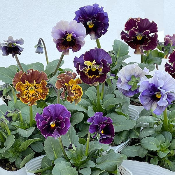 フリルパンジーのおすすめ人気商品一覧 通販 - Yahoo!ショッピング