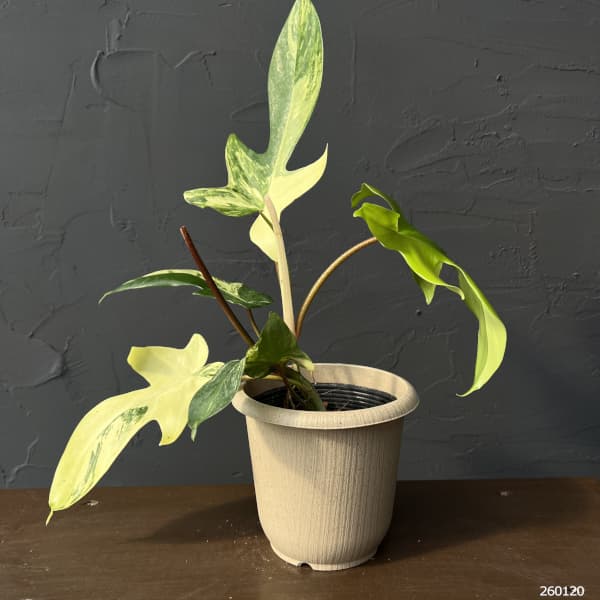 観葉植物（フィロデンドロン） 園芸ネット - フィロデンドロン｜Yahoo!ショッピング