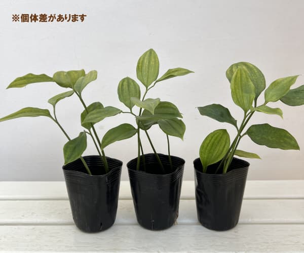 山野草の苗 トキワナルコユリ 丸葉 3号ポットの詳細画像2