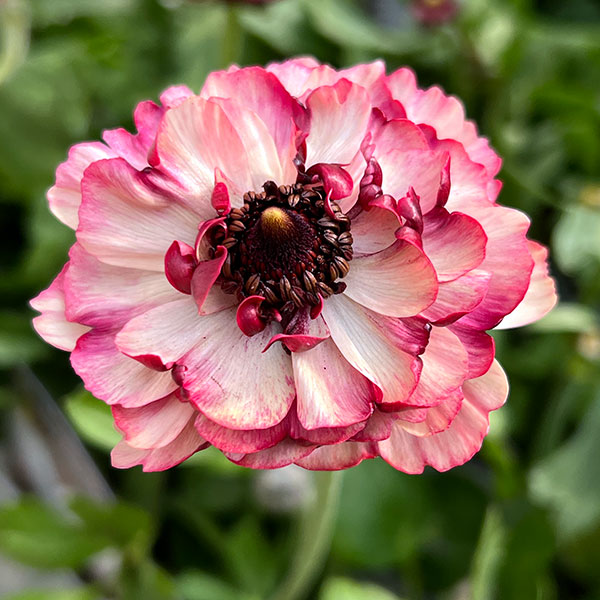 草花の苗 ラナンキュラス イカロス ローズピンク系（色幅あり）3.5号