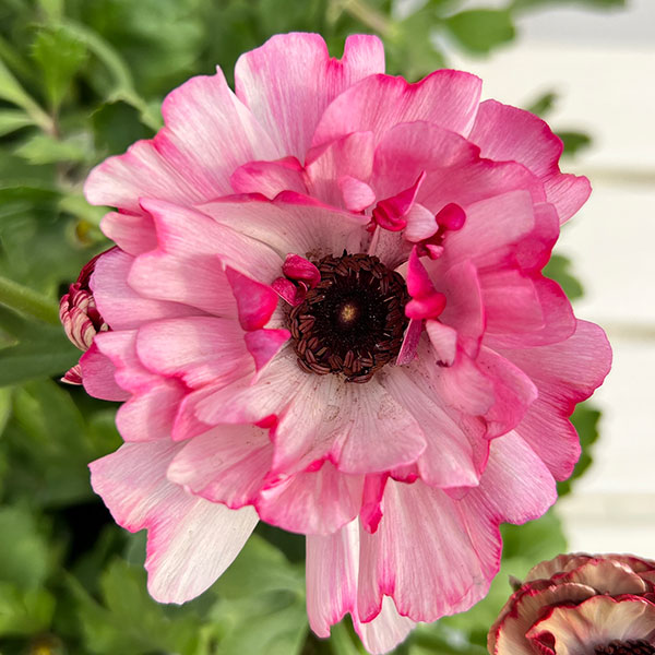 草花の苗 ラナンキュラス イカロス ローズピンク系（色幅あり）3.5号