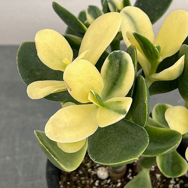 黄金花月のおすすめ人気商品一覧 通販 - Yahoo!ショッピング