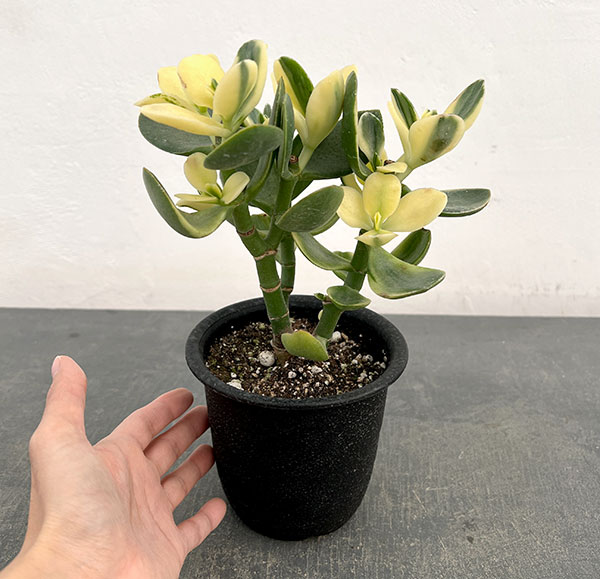 黄金花月のおすすめ人気商品一覧 通販 - Yahoo!ショッピング