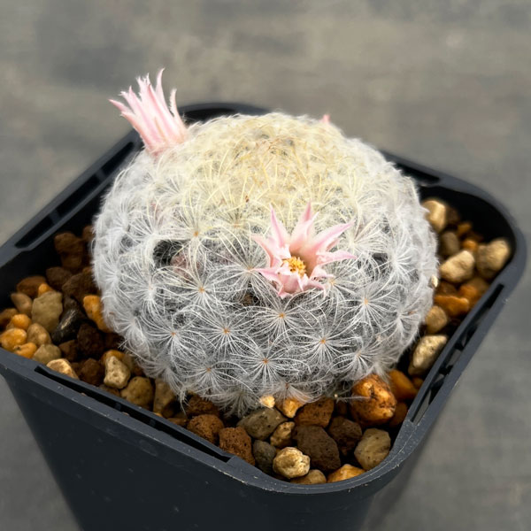 サボテン マミラリア 白星の商品一覧 通販 - Yahoo!ショッピング