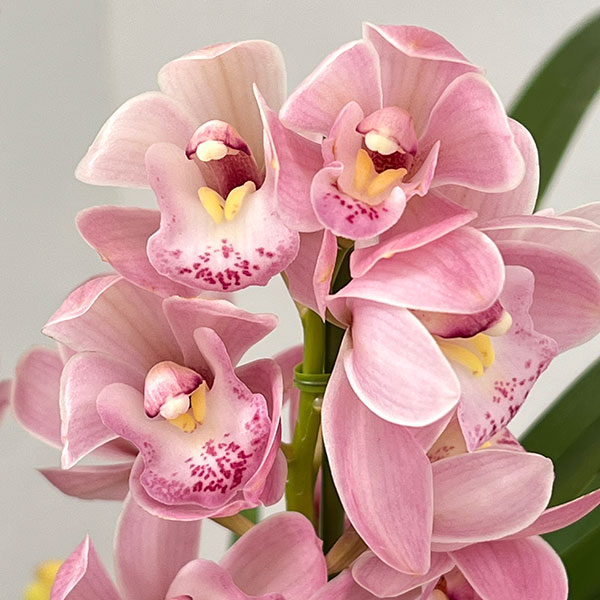 シンビジウム 鉢のおすすめ人気商品一覧 通販 - Yahoo!ショッピング