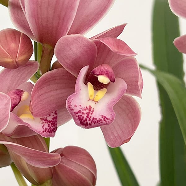 シンビジューム2本のおすすめ人気商品一覧 通販 - Yahoo!ショッピング