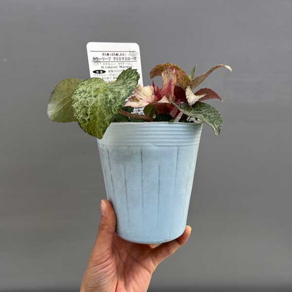 松村ナーセリーさんのクリスマスローズ（原種系） ステルニー