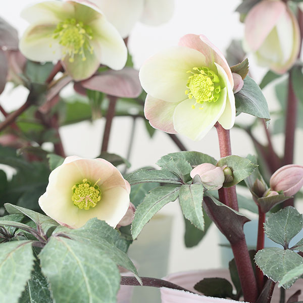 クリスマスローズ 原種のおすすめ人気商品一覧 通販 - Yahoo!ショッピング