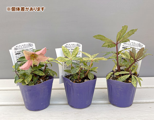 クリスマスローズ ニゲル（苗） | 花、ガーデニング のおすすめ人気