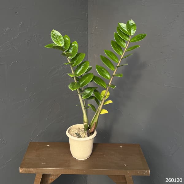 ザミオクルカスのおすすめ人気商品一覧 通販 - Yahoo!ショッピング